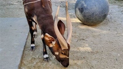 El bongo de montaña llega a Taiwán y vivirá en el Zoológico de Taipéi