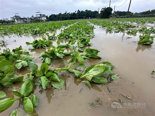 Lluvias récord en Kaohsiung causan pérdidas agrícolas por NT$77 millones