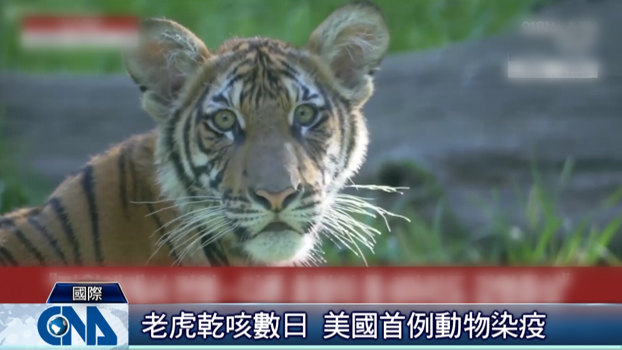 紐約動物園老虎染武漢肺炎疑無症狀保育員傳染 國際 重點新聞 中央社cna