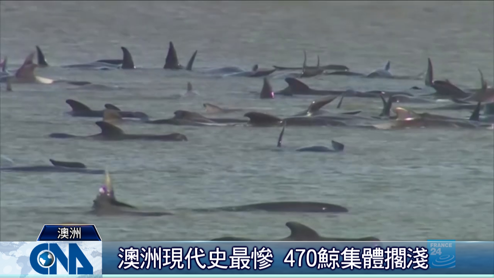 鯨魚集體擱淺澳洲至少380頭死救援與時間賽跑 國際 中央社cna