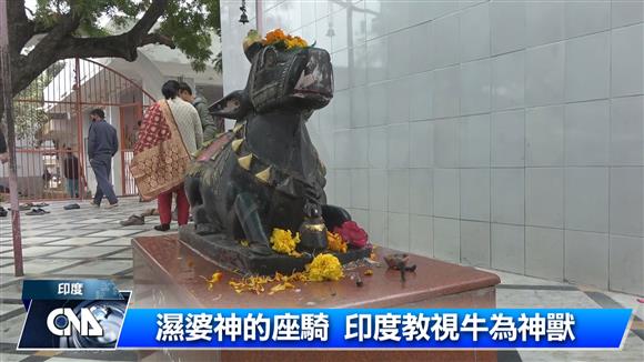 印度牛 遊走天界與凡塵