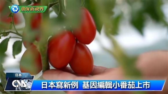 日本寫新例 基因編輯小番茄上市