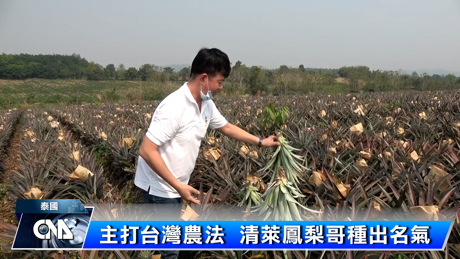 旅泰台商種鳳梨 引進精緻農業技術