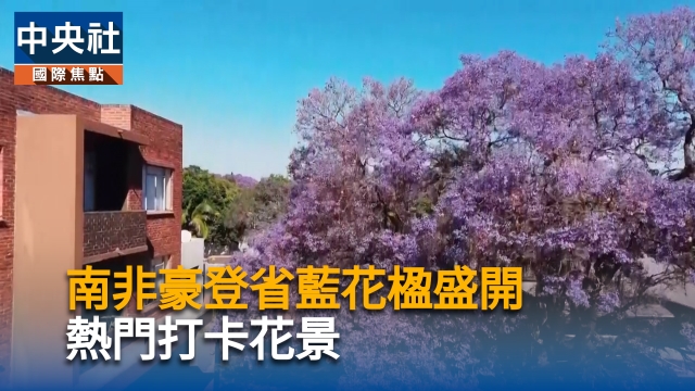 南非豪登省藍花楹盛開 熱門打卡花景