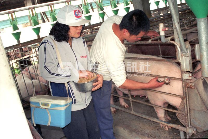 86年台灣毛豬爆發口蹄疫疫情,事隔21年,今年7月停打口蹄疫疫苗,擺脫疫情陰影在望。圖為86年宜蘭養豬戶注射口蹄疫苗。(中央社檔案照片)