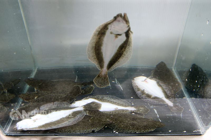 日式料理中的高級比目魚,是高經濟溫水性魚類。(中央社檔案照片)