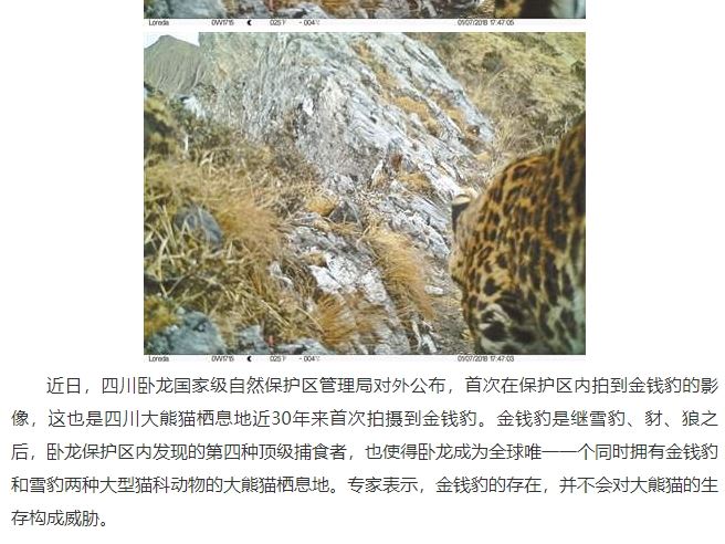 四川臥龍保護區拍到金錢豹影像,讓臥龍成為全球唯一擁有金錢豹與雪豹的貓熊棲息地。(圖取自北青網www.ynet.com)
