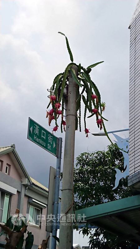 台東縣成功鎮漢口街和三民路口的電線桿,因頂端的火龍果藤蔓長出15顆紅通通的果實,乍看之下,還以為火龍果是從電線桿頂端冒出,引起附近民眾關注。(蕭姓民眾提供)中央社記者盧太城傳真 107年8月5日