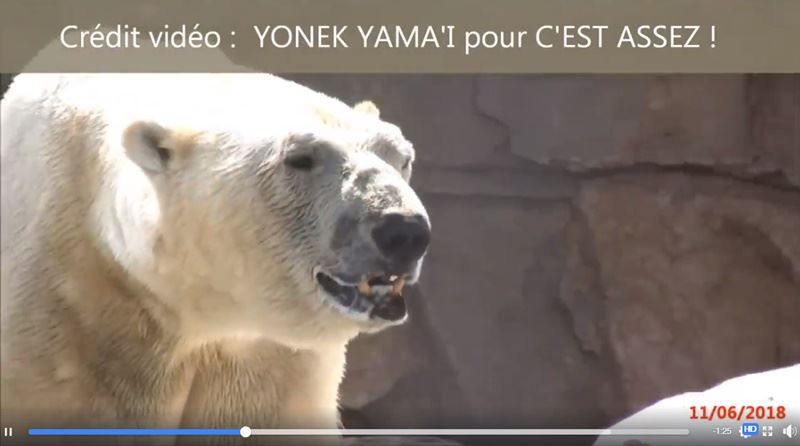 法國經歷新一波熱浪,高溫不僅使人類感到不適,對動物園、遊樂園禁錮的北極熊更是酷刑。(圖取自C'est assez臉書facebook.com/cest.assez.collectif)