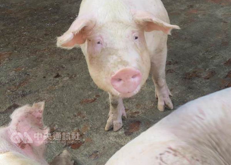 近來中國發生非洲豬瘟疫情,農委會副主委黃金城說,由於中國大陸人員可能讓病毒沾黏,因此在7月之前為因應口蹄疫拔針,已通令國內的畜牧場、觀光牧場,全面禁止陸客進入參觀。圖為示意圖。(中央社檔案照片)