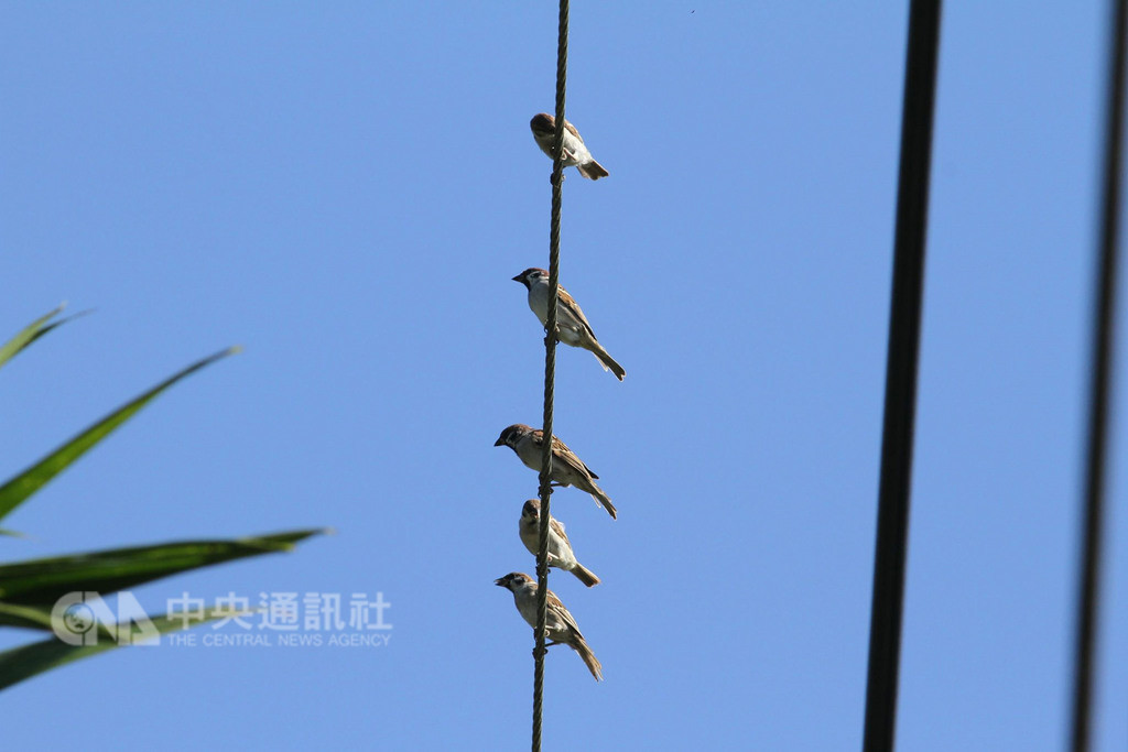 專家調查發現,因外來種鳥類白尾八哥和家八哥數量增加,以及農藥使用的危害,全台麻雀數量幾乎年年下降。(范力仁提供)中央社記者盧太城台東傳真 107年10月13日