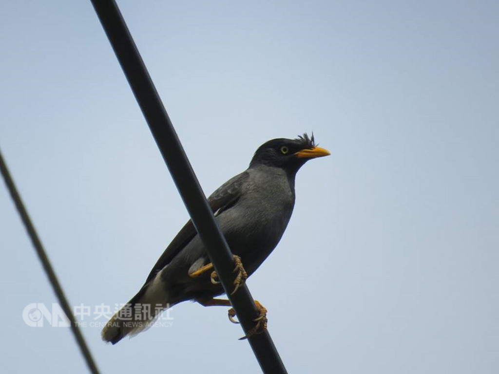 鳥類生態專家調查發現,因外來種鳥類白尾八哥(圖)和家八哥搶地盤及農藥使用的危害,讓全台麻雀數量幾乎年年在下降。(林姓提供)中央社記者盧太城台東傳真 107年10月13日