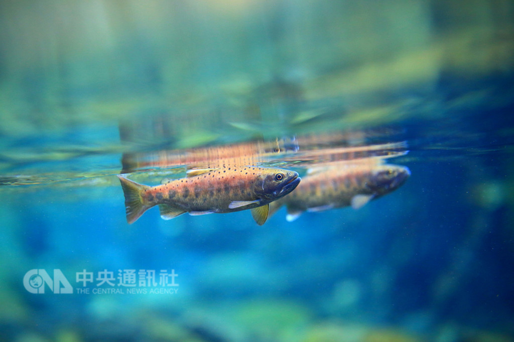 雪霸國家公園管理處31日指出,南投合歡溪在太魯閣國家公園所轄範圍,是一條類似七家灣溪天然條件的溪流,且適合國寶魚台灣櫻花鉤吻鮭生長的空間將近15公里,今年加碼放流3000尾,為放流史上最多的一次。(雪霸國家公園管理處提供)中央社記者管瑞平傳真 107年10月31日