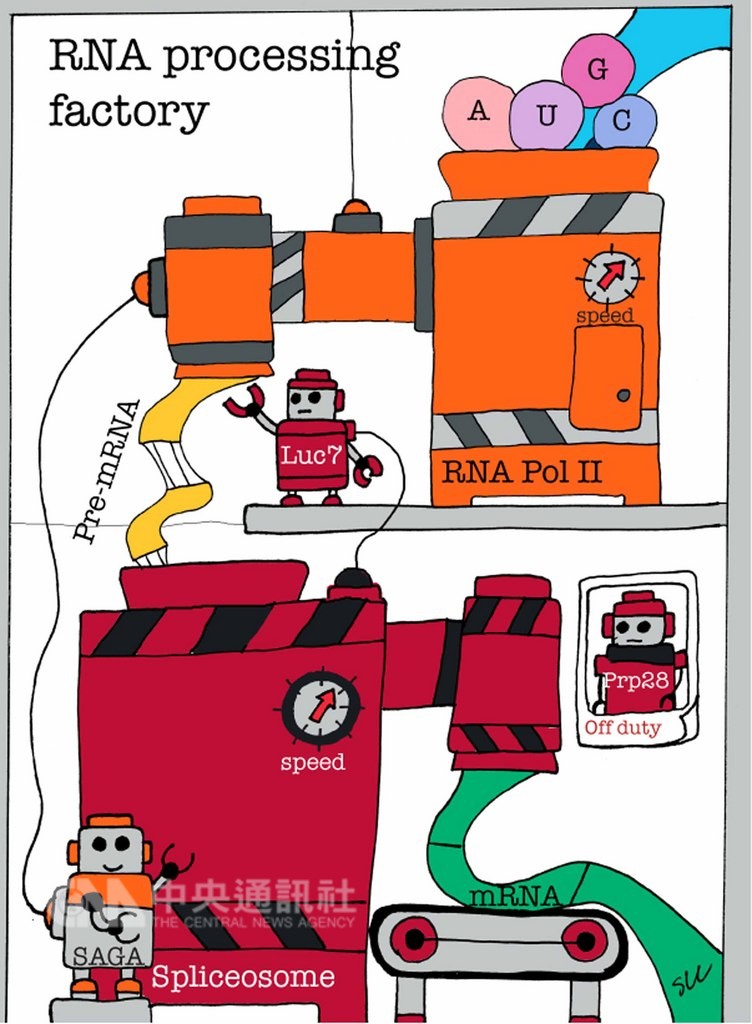 中研院研究發現,因核糖核酸(RNA)剪接異常導致的急性骨髓性白血病等疾病,如果透過藥物讓RNA轉錄變慢,就可能讓RNA剪接恢復正常,達到治療目的。(中研院提供)中央社記者余曉涵傳真 107年11月8日