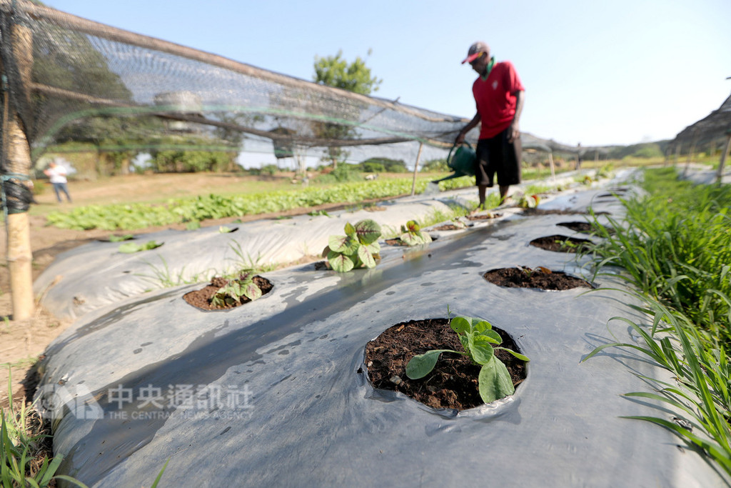 台灣農業委員會1990年首次與巴紐農牧部簽署農業技術協定,並在1991年於巴紐設置團部,自2015年起,技術團在巴紐首都莫士比港及第二大城萊城設置南、北區農民培訓中心,執行為期6年的農民培訓合作計畫,也把台灣種蔬菜、水稻帶到當地。中央社記者裴禛莫士比港攝 107年11月15日