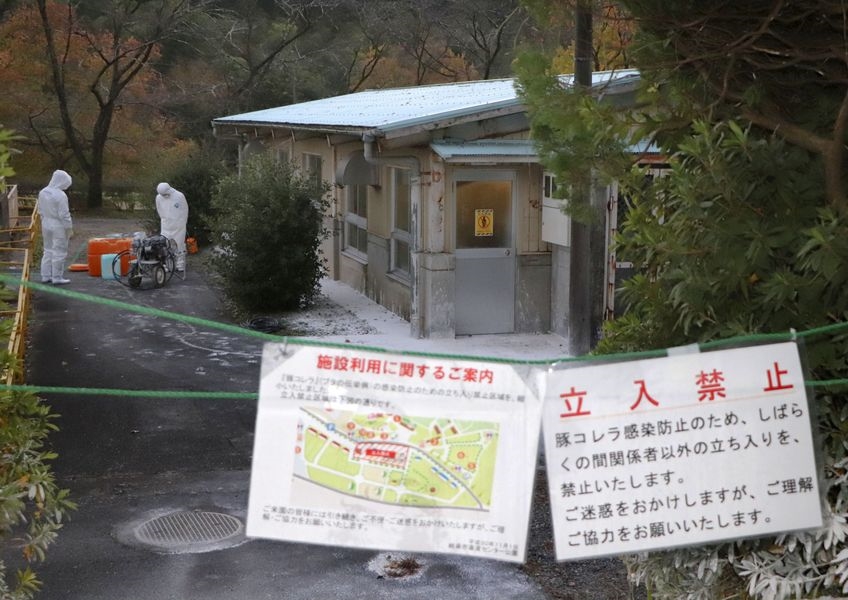 日本岐阜縣岐阜市一處養豬設施,16日有豬隻被檢出疑似感染豬瘟。(共同社)