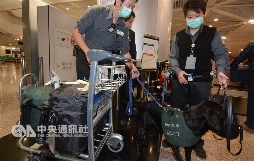 為防範中國大陸非洲豬瘟疫情擴散、侵入台灣,關務署台北關近期積極加強旅客行李稽查任務,在桃園國際機場出動多隻檢疫犬進行稽查。(中央社檔案照片)