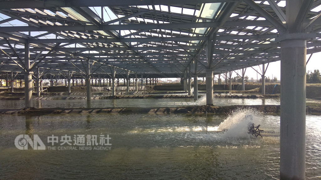 為了更精確評估漁電共生在文蛤養殖的效益,並強化經營管理技術,農委會水產試驗所跟業者合作,設置了不同遮蔽率的立柱式太陽光電設施,10月上旬已與台電饋線併聯,加入綠電生產的行列。(水試所提供)中央社記者楊淑閔傳真 107年12月6日