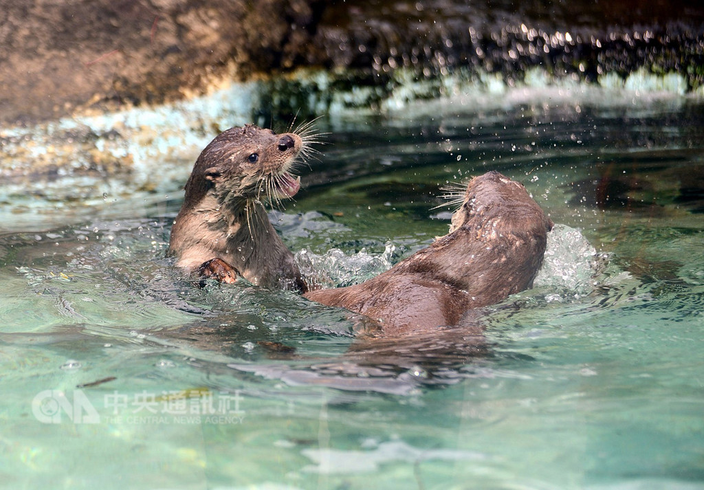 台北市立動物園許多動物名稱常被念錯,第一名是歐亞水獺的「獺」字,應讀「踏」音,民眾常讀成「賴」。(台北市動物園提供)中央社記者梁珮綺傳真 107年12月7日