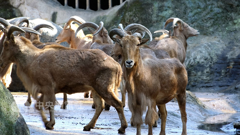 台北市立動物園許多動物名稱常被念錯,「北非髯羊」的「髯」讀音為「然」,字義為兩頰上的鬍鬚。(台北市立動物園提供)中央社記者梁珮綺傳真 107年12月7日