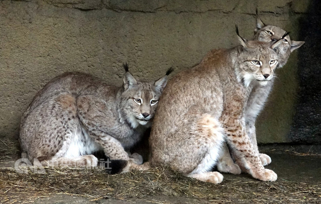 台北市立動物園許多動物名稱常被念錯,其中「林㹭」直接從學名Lynx lynx翻譯而來,「㹭」讀為「易」音,雖有犬字邊,但實為貓科動物。(台北市立動物園提供)中央社記者梁珮綺傳真 107年12月7日