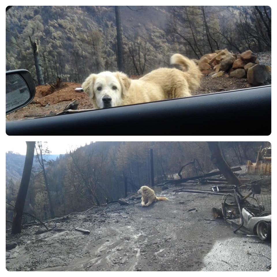 美國北加州11月爆發災難性野火,安那托利亞牧羊犬麥迪遜逃過死劫,仍在守候已燒成廢墟的家園,等待主人歸來。(圖取自www.facebook.com/K9PawPrintRescue)