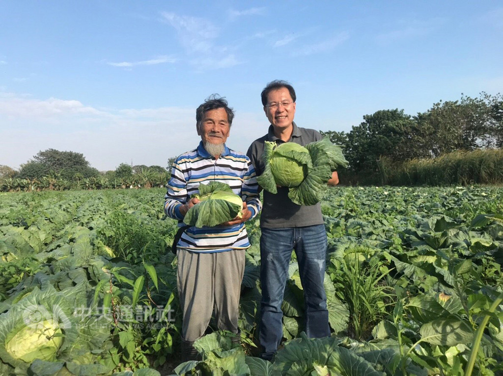 高麗菜盛產價跌,前嘉義縣副縣長吳芳銘(右)近來協助地方菜農銷售約150公噸高麗菜,也感謝所有幫助菜農的愛心人士。(吳芳銘提供)中央社記者江俊亮傳真 107年12月11日
