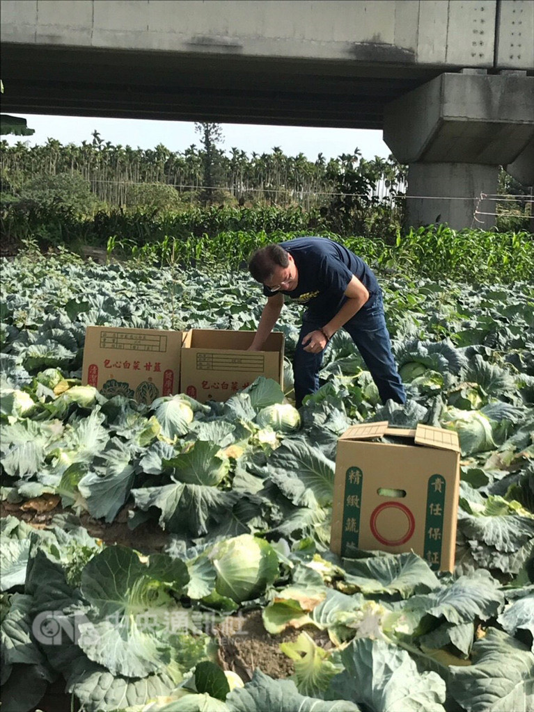 前嘉義縣副縣長吳芳銘11日表示,近來他處理布袋、太保、六腳、民雄等地的高麗菜園,協助銷售6800箱、總重約150公噸的高麗菜,也盼政府應提出制度配套和對策,別再讓農民的心淌血。(吳芳銘提供)中央社記者江俊亮傳真 107年12月11日