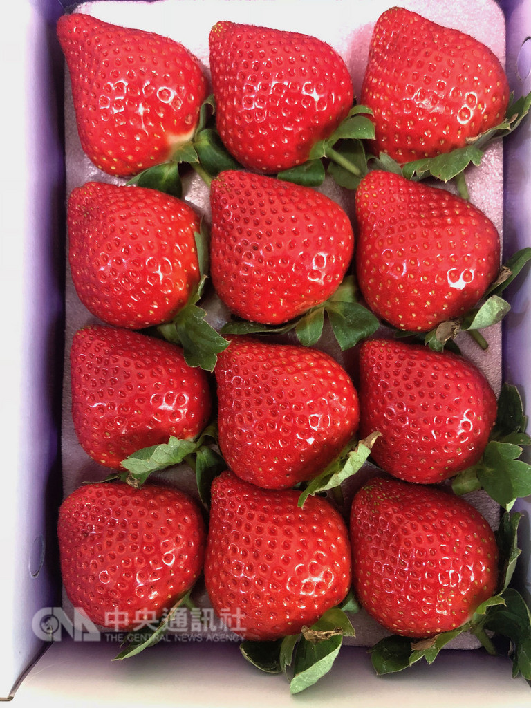 草莓新鮮上市量多價降大湖農會推分級運銷 地方 中央社cna