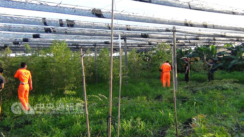 海巡署台東查緝隊12日宣布破獲一起大麻製毒案,更查獲一片超大毒田。一名張姓嫌犯承租荖葉園,一甲地只有四周種上作為掩護的香蕉,其餘全部都種植大麻,幾乎每株都超過200公分。(海巡提供)中央社記者盧太城台東傳真 107年12月12日