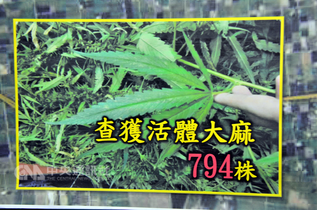 海巡署台東查緝隊12日召開記者會表示,日前查獲一名張姓嫌犯承租一甲地的荖葉園,卻在其中種植794株大麻以製毒,估計市價超過新台幣2億元。中央社記者盧太城台東攝 107年12月12日