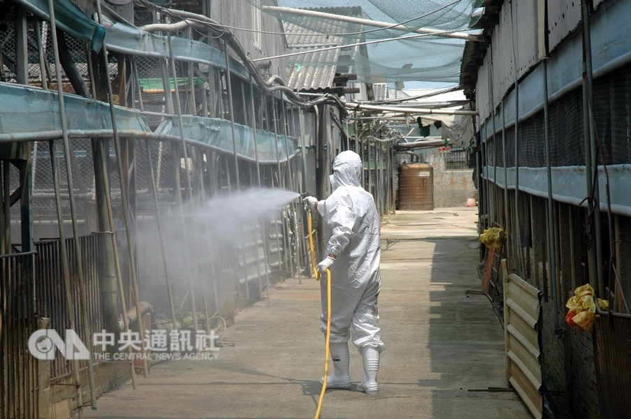 21年前台灣爆發口蹄疫,許多養豬業者至今難以抹滅傷痛。圖為養豬場進行消毒的情形。(中央社檔案照片)