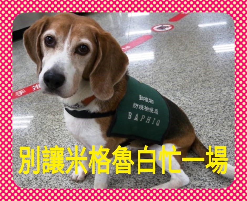 時代力量立委黃國昌23日說,即使外國人被裁罰20萬,還是可拍拍屁股離開,他將提案修法,「別讓米格魯白忙一場」。(圖取自www.facebook.com/kcfor2016/)