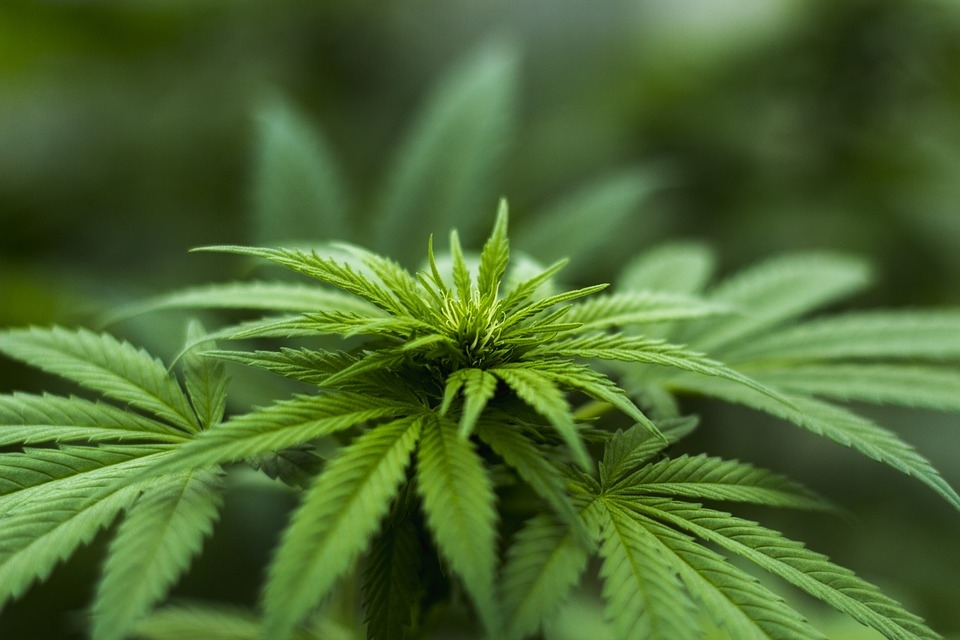泰國修訂「麻醉藥品法」,批准大麻藥用和研究。圖為大麻葉。(圖取自Pixabay圖庫)