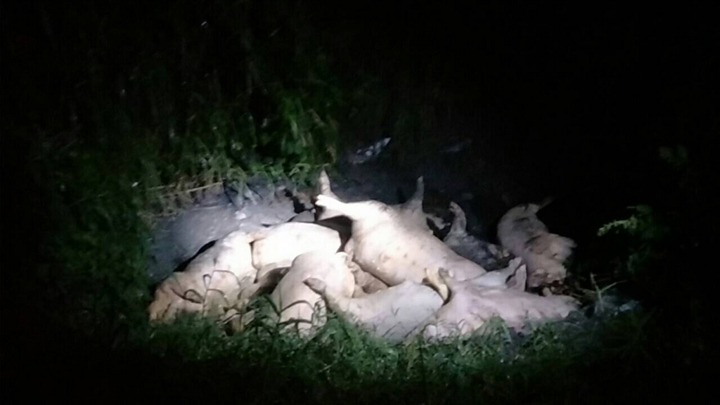 花蓮縣壽豐鄉豐坪一處橋下被發現有多隻死豬,花蓮縣動植物防疫所長黃詩伊表示,已派人前往採樣並處理,目前國內並沒有非洲豬瘟疫情,民眾不必恐慌,警方也將循線追查任意棄置的元凶。(民眾提供)中央社記者李先鳳傳真 107年12月25日