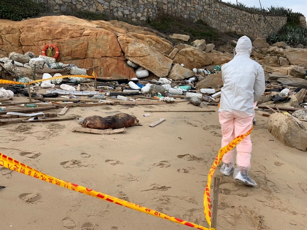 農委會3日表示,12月底在金門海邊發現的死豬檢體非洲豬瘟檢驗結果出爐,為陽性。(金門岸巡隊提供)