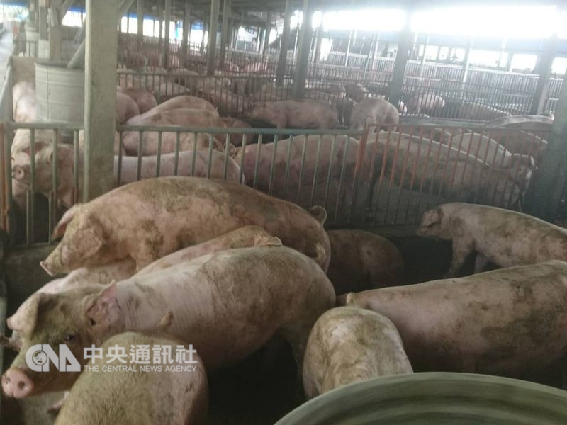 嚴防非洲豬瘟疫情,為杜絕廚餘養豬可能造成的疫情風險,鼓勵豬農改以飼料養豬。(中央社檔案照片)