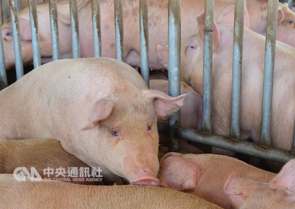 防範非洲豬瘟,花蓮縣政府10日宣布開始禁用廚餘飼養豬隻。(中央社檔案照片)