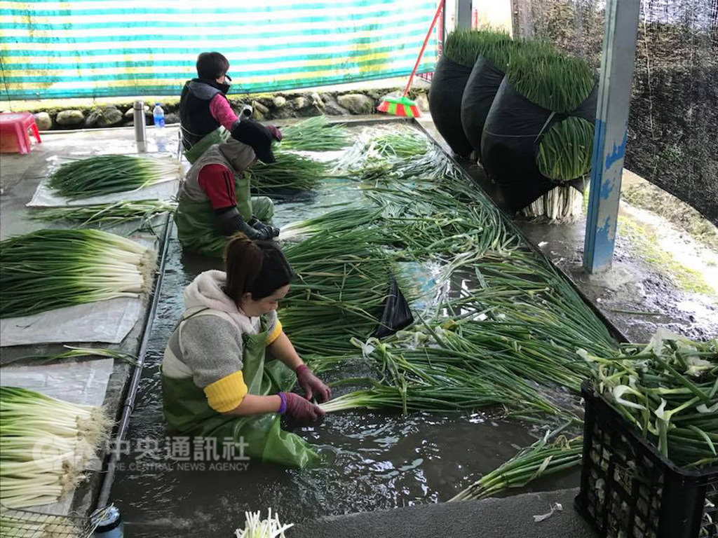 宜蘭三星蔥近期每公斤拍賣價最低僅新台幣20元,農民叫苦連天,光是請人洗蔥成本就快占一半,不符成本。宜蘭縣府13日表示,將協同農會推動產銷調節助蔥農。(黃錫墉提供)中央社記者沈如峰宜蘭縣傳真 108年1月13日