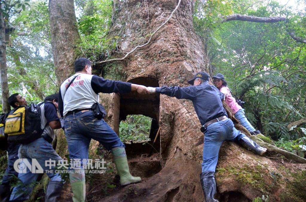 中研院日前成功將台灣國寶級喬木「牛樟」的基因體定序解碼,釐清演化地位,研究成果可望強化牛樟復育。圖為一度遭山老鼠覬覦的台東利嘉林道千年牛樟古木。(中央社檔案照片)