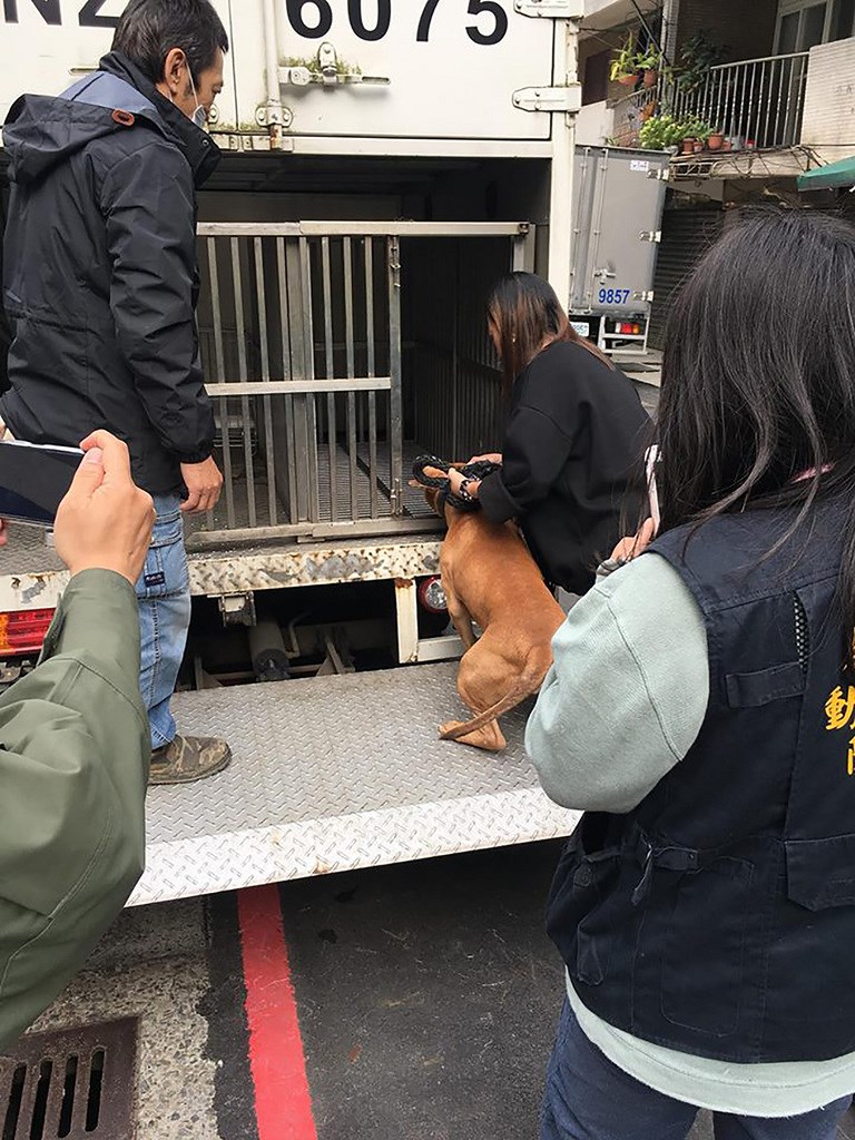 基隆市22日傳出比特犬咬死流浪狗,基隆市議員張秉鈞等人24日協同警察局、動保所前往飼主家中了解狀況。張秉鈞說,比特犬已由動保所收容,若有訓練師資格人士願意扶養,待公告後就可前往寵物銀行認養。(張秉鈞提供)中央社記者王朝鈺傳真 108年1月24日