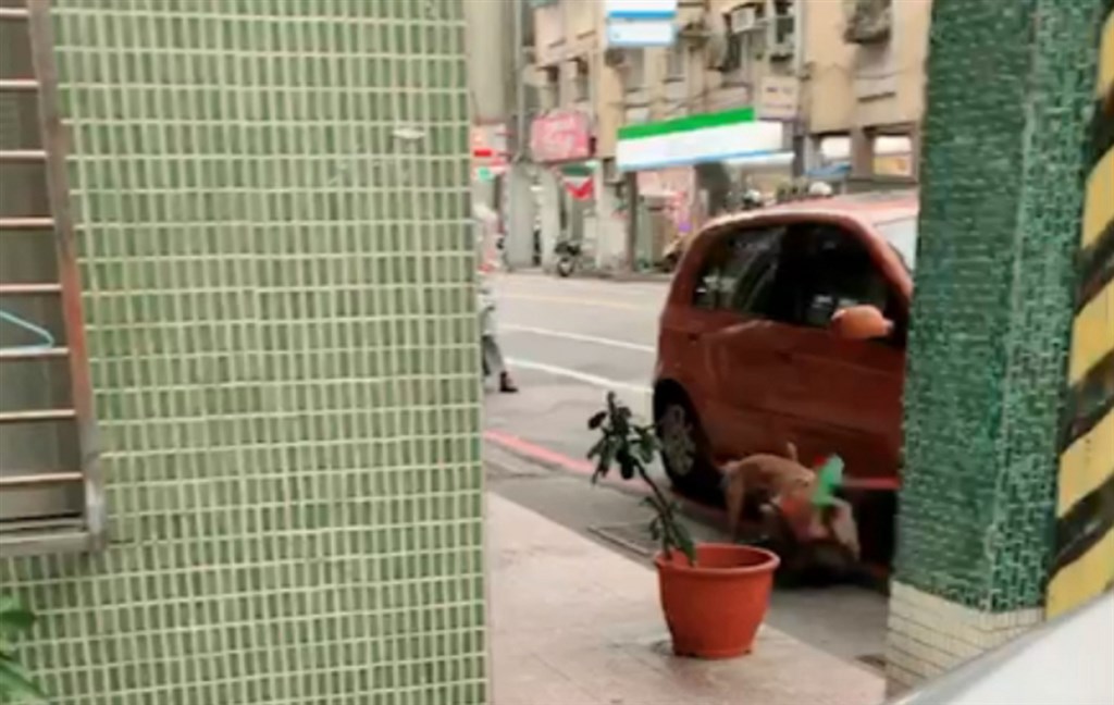 有網友在臉書社團發文並放上照片,指出有飼主帶比特犬涉虐殺流浪狗。動保所長陳瑞濱24日說,若飼主故意放狗咬死流浪狗,一定會嚴辦絕不輕饒。(基隆市動保所提供)中央社記者王朝鈺傳真 108年1月24日