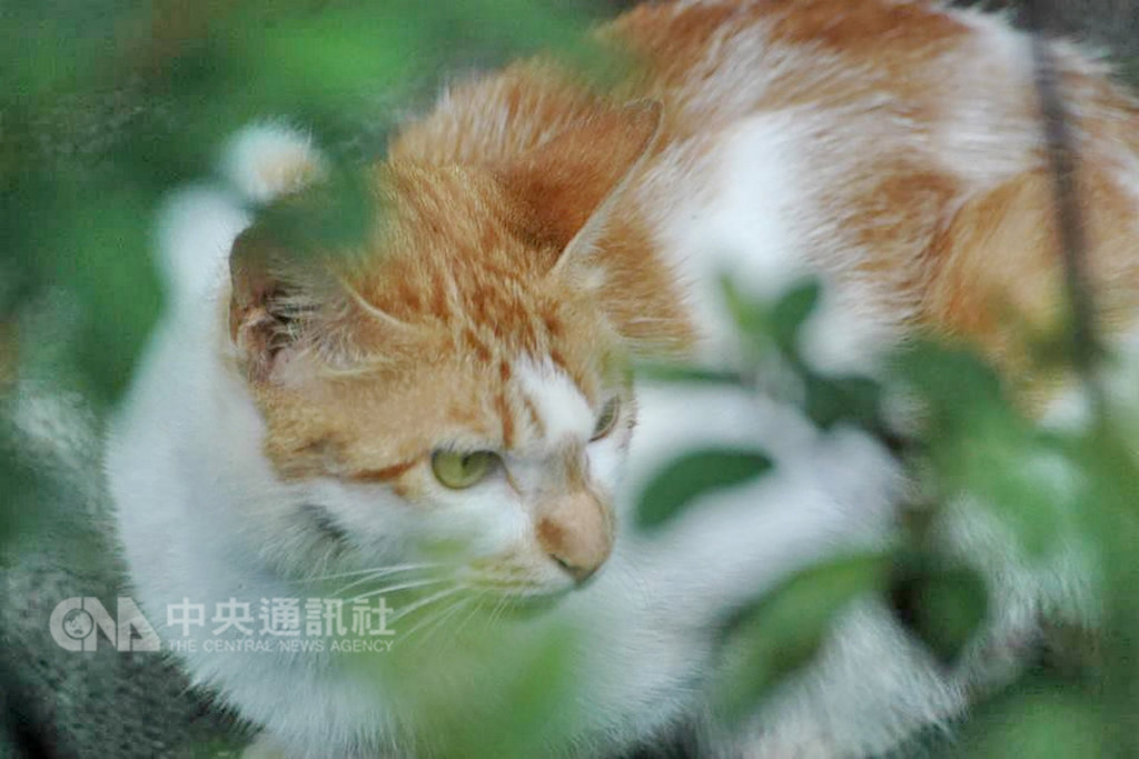 新北市府動物保護防疫處長陳淵泉31日表示,新北市瑞芳猴硐「貓村」共286隻貓咪列管,每年動保處偕同當地熱心志工為貓隻施打三合一疫苗,並每季消毒。(資料照片)中央社記者黃旭昇新北市攝 108年1月31日