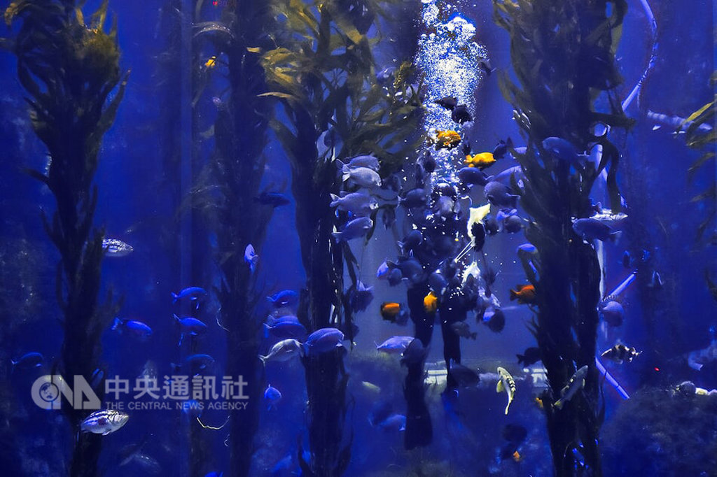 國立海洋生物博物館春節前自美洲引進一批梨形囊巨藻活體,5日開春展示吸引遊客目光,成為打卡新熱點。(海生館提供)中央社記者郭芷瑄傳真 108年2月5日
