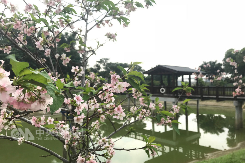 台南市政府規劃將位於山上區的國定古蹟原台南水道打造成為花園水道博物館園區,在園區內種下許多櫻花,綻放時相當漂亮。(台南市文化局提供)中央社記者楊思瑞台南傳真 108年2月6日
