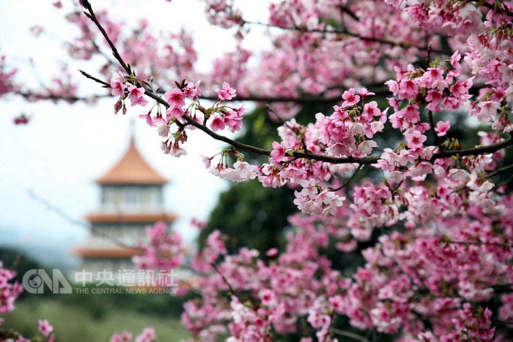 新北市淡水天元宮後山櫻花接近滿開(圖),想感受浪漫不妨趁春節連假走春追櫻,搭淡海輕軌遊淡水賞花品嚐美食,避免塞車。(新北市府環境景觀處提供)中央社記者黃旭昇新北傳真 108年2月7日