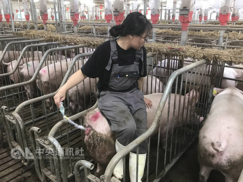 推動養豬業現代化,人才很重要,農委會畜牧處、農科院、教育部,每年要派10多名青年赴丹麥見習現代化養豬業,包含學習標準化配種作業,可讓小豬育成倍增。(農委會畜牧處提供)中央社記者楊淑閔傳真 108年2月9日