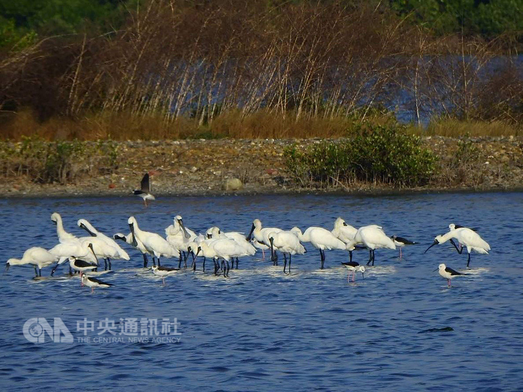 高雄市工務局14日指出,永安濕地目前有175隻黑面琵鷺群聚,數量創新高,歡迎民眾安排一趟探索生態的旅程,欣賞這些美麗嬌客姿態。(高雄市工務局提供)中央社記者王淑芬傳真 108年2月14日