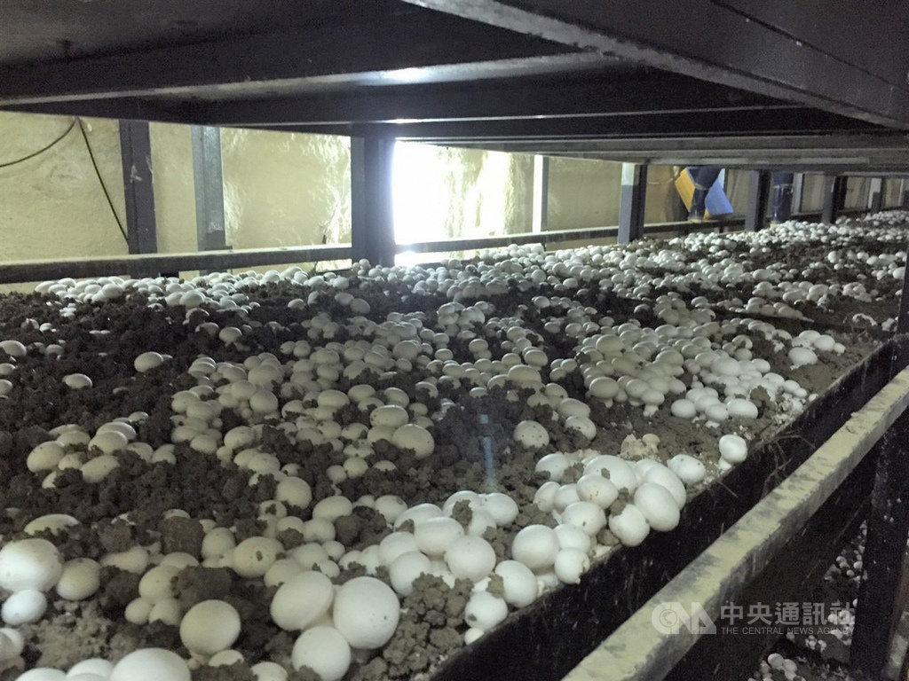 屏東私立美和科技大學資訊科技系5名學生,以「智慧洋菇溫室栽種專家系統」獲「2018創新型SI(System Integration)服務競賽」第2名,這套系統可直接從大數據調控溫室內洋菇所需要的生長環境。(美和科大提供)中央社記者郭芷瑄傳真 108年3月14日
