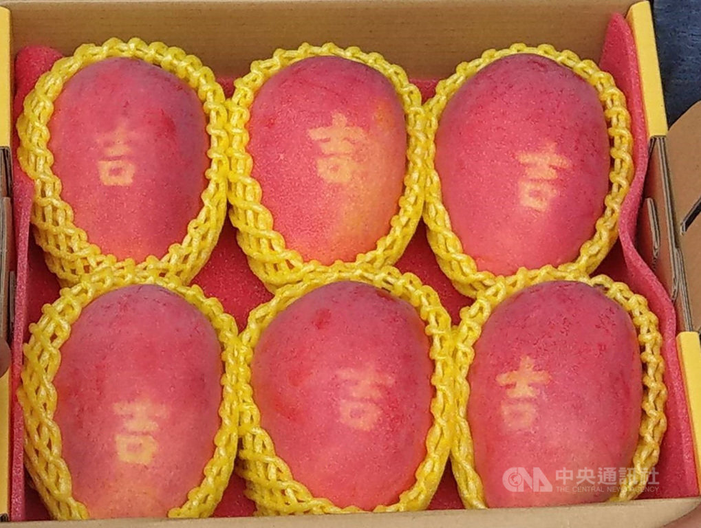 屏東縣潮州鎮芒果農潘連進種植高雄區農業改良場授權的「蜜雪」芒果,利用套袋烙印技術,成功讓每顆芒果長出來表皮都有「吉」字,增加送禮市場買氣。(農糧署提供)中央社記者郭芷瑄傳真 108年3月15日